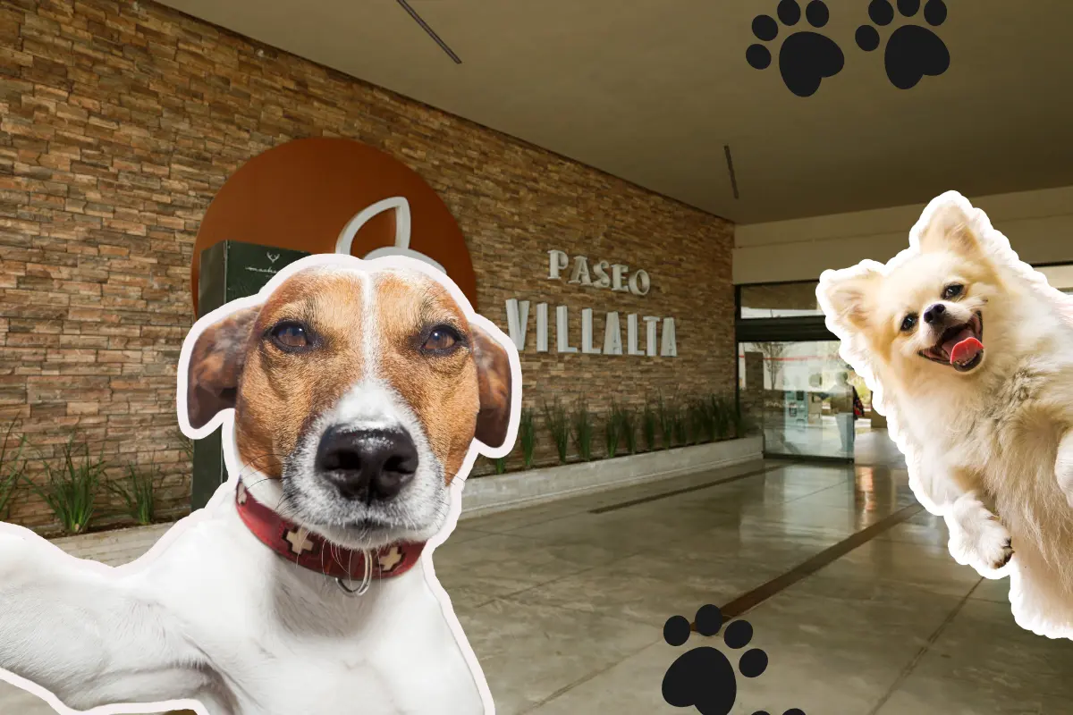 Durante el evento, los visitantes podrán conocer entre 20 y 25 perros listos para ser adoptados, desde cachorros hasta perros adultos./Foto: Paseo Villalta/ Canva