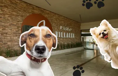 Adopta una mascota en Paseo Villalta, ¡esto necesitas saber!