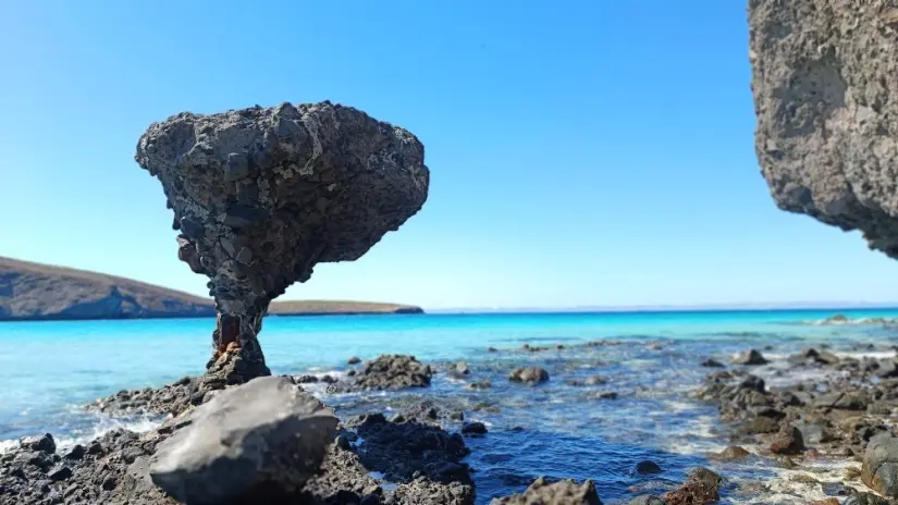 Hongo de Balandra. Foto: Turismo La Paz.
