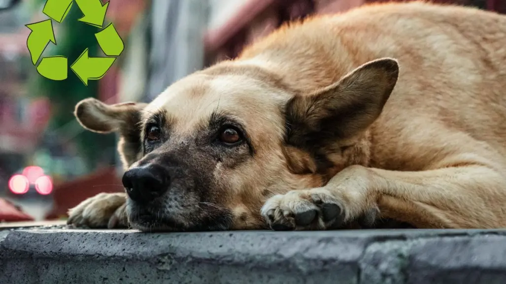 Reciclaje con causa, campaña de Corazón Patitas para ayudar a animales vulnerables en Saltillo