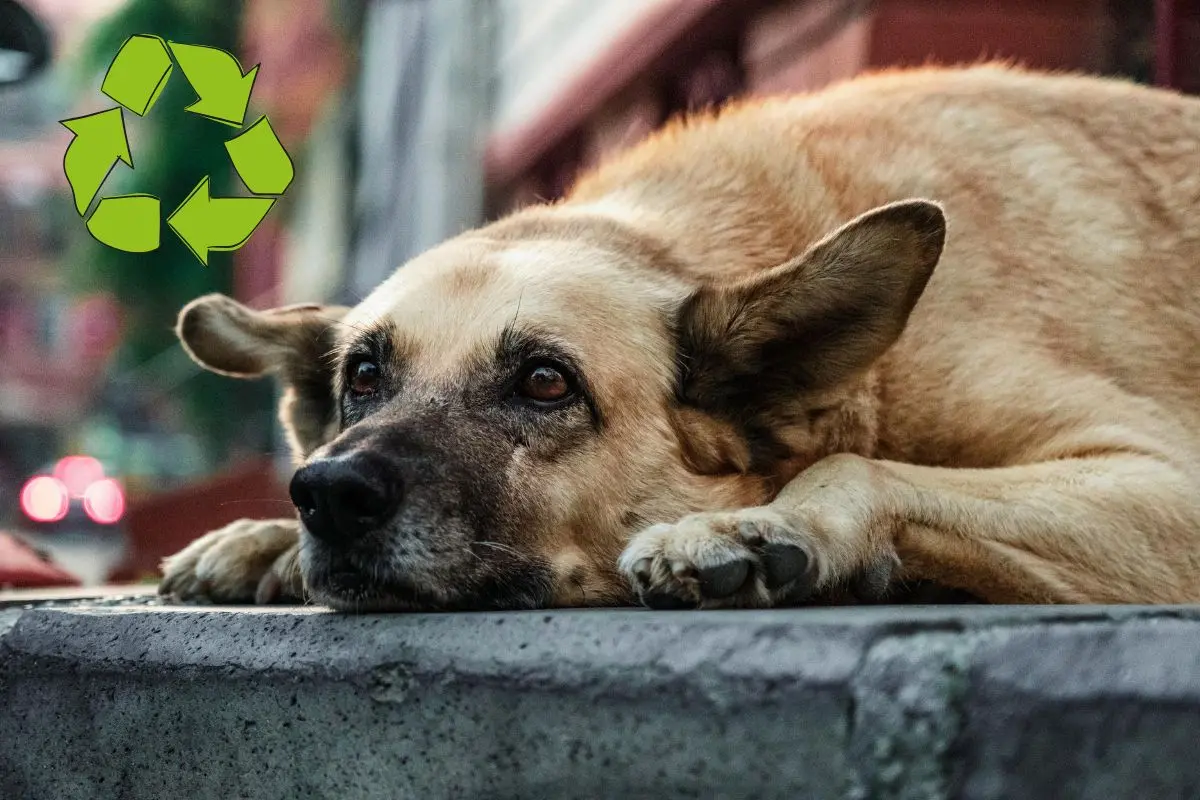 Reciclaje con causa. Fotos de canva.