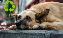 Reciclaje con causa, campaña de Corazón Patitas para ayudar a animales vulnerables en Saltillo