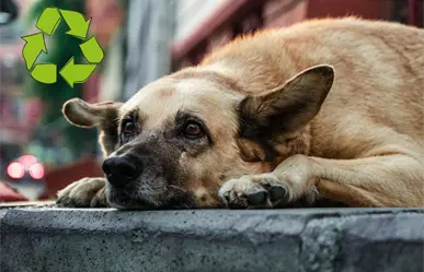 Reciclaje con causa, campaña de Corazón Patitas para ayudar a animales vulnerables en Saltillo