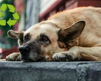 Reciclaje con causa, campaña de Corazón Patitas para ayudar a animales vulnerables en Saltillo