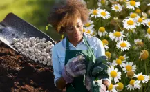 Té de manzanilla y tierra: podrían ser el secreto para devolverle la vida a tus plantas tristes