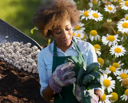 Té de manzanilla y tierra: podrían ser el secreto para devolverle la vida a tus plantas tristes