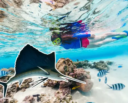 Un gigante veloz cruza cada temporada las aguas de La Paz: así es el pez vela