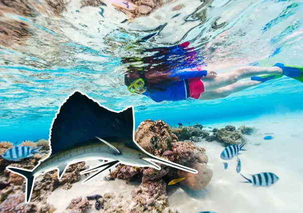 Un gigante veloz cruza cada temporada las aguas de La Paz: así es el pez vela