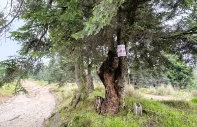 Alistan ecoparque en las faldas de La Malinche, en los límites de Puebla y Tlaxcala