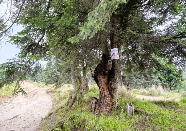 Alistan ecoparque en las faldas de La Malinche, en los límites de Puebla y Tlaxcala