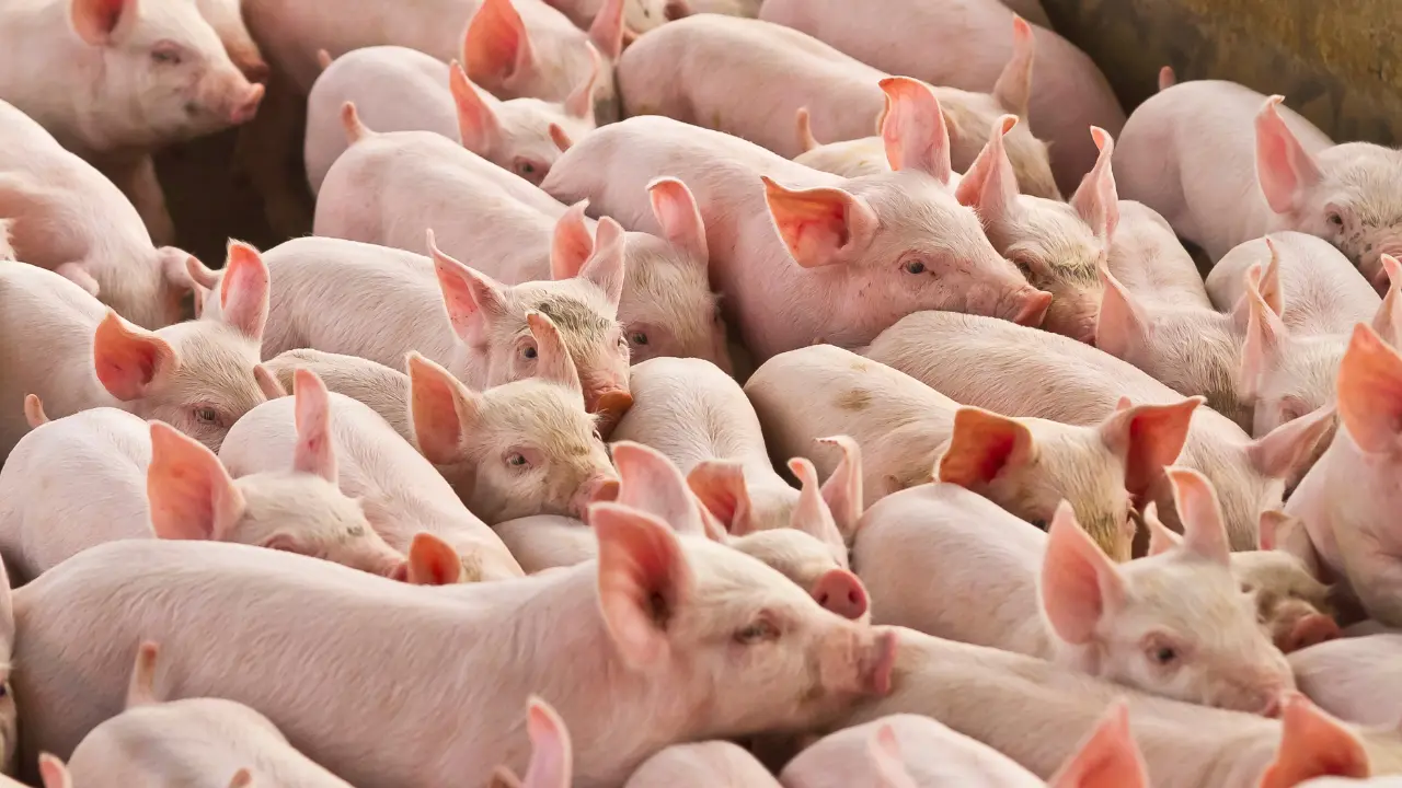 Cerdos amontonados. Foto: Canva