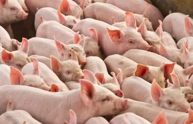 Operación Liberación en Edomex: desaparecen cerdos asegurados en Tejupilco