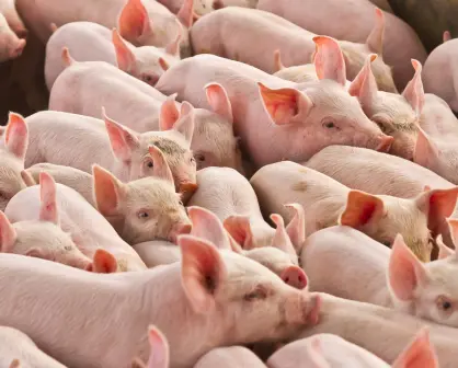 Operación Liberación en Edomex: desaparecen cerdos asegurados en Tejupilco