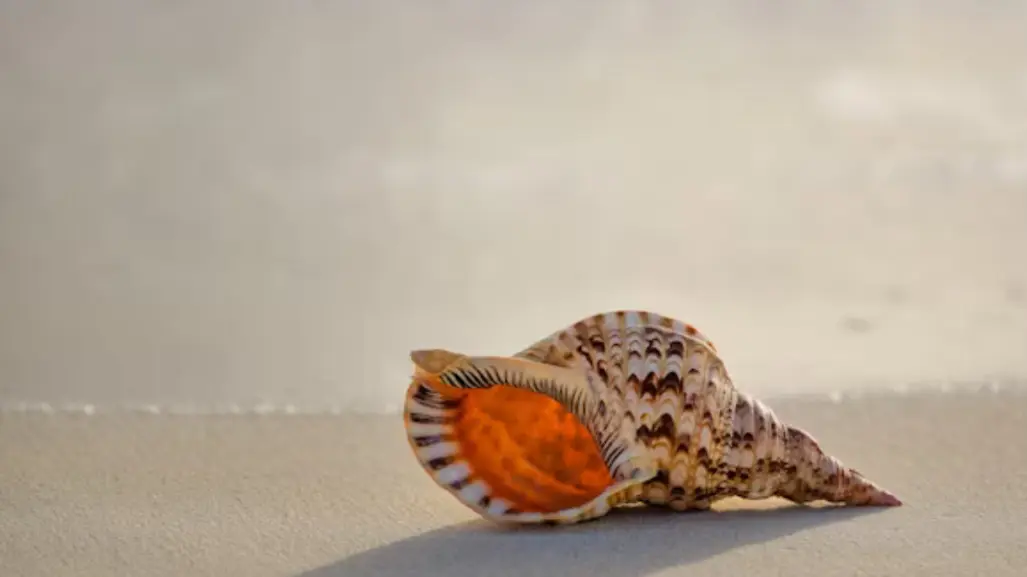 Por esta razón no debes llevarte las conchitas del mar si visitas las playas de Tamaulipas
