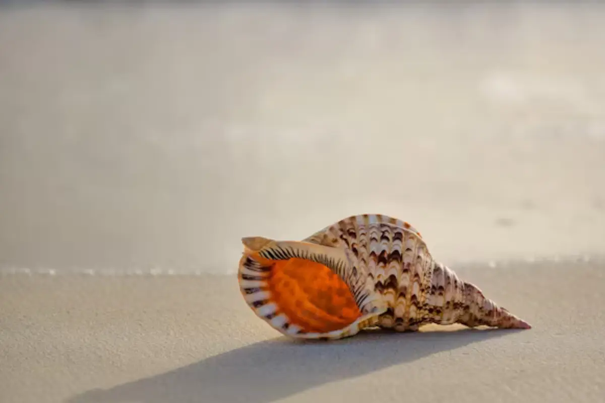 Descubre por qué es crucial no recolectar conchitas mar en playas de Tamaulipas. Impacto ambiental y turismo sostenible en juego