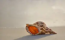 Por esta razón no debes llevarte las conchitas del mar si visitas las playas de Tamaulipas