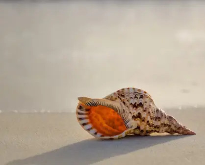 Por esta razón no debes llevarte las conchitas del mar si visitas las playas de Tamaulipas