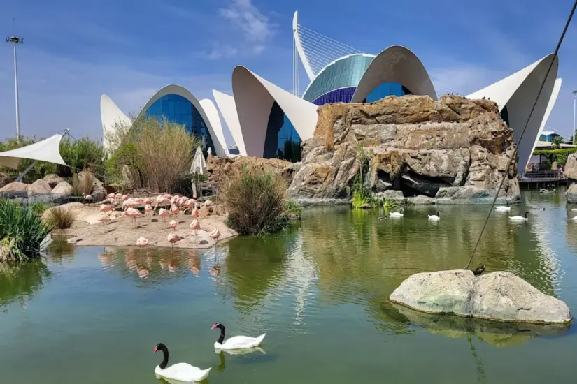 El acuario más grande de Europa, el Oceanogràfic de Valencia, sorprende con ecosistemas marinos recreados y experiencias digitales para todo público. Foto: Google
