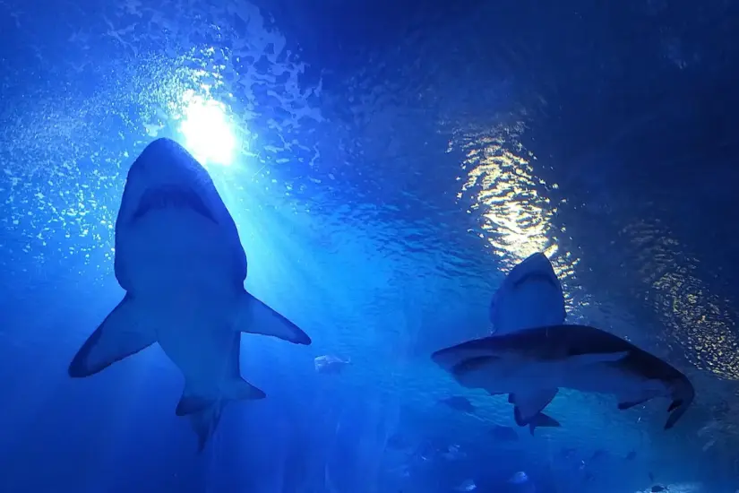 Valencia alberga el Oceanogràfic, un espacio innovador que fusiona la vida marina real con experiencias digitales y aprendizaje interactivo. Foto: Google