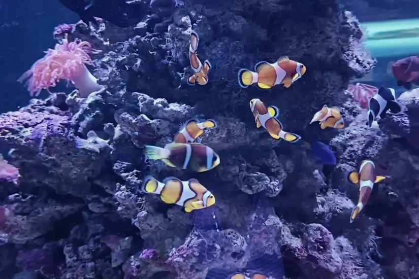 El Oceanogràfic de Valencia ofrece una experiencia educativa e inmersiva que combina tecnología con la riqueza de la vida marina. Foto: Google