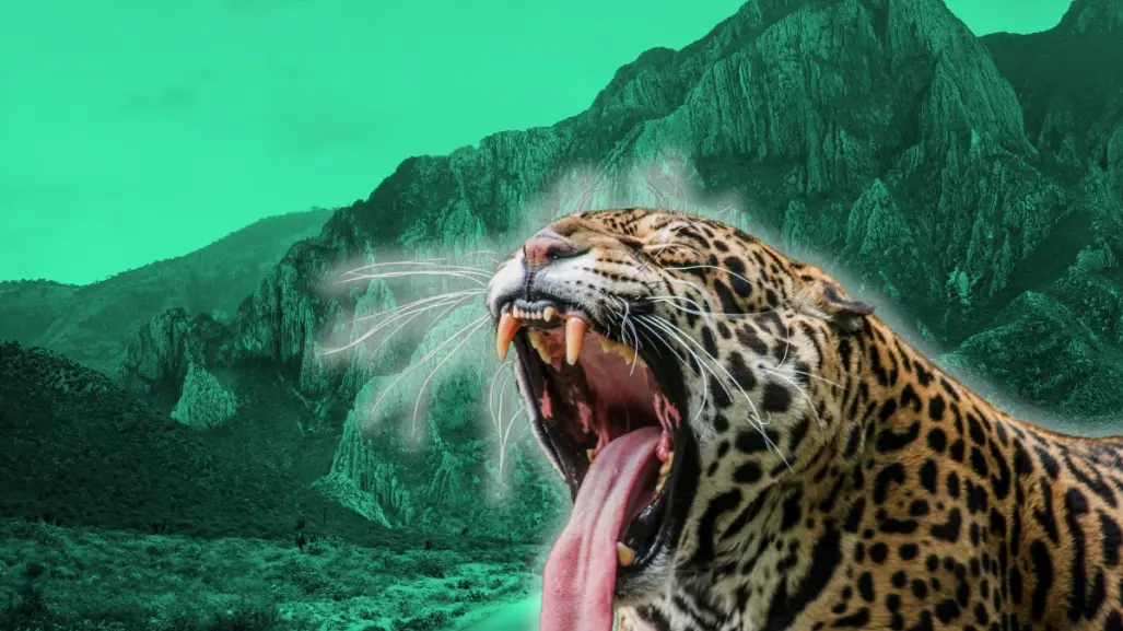 ¡Leopardo en San Pedro! Esto dice Parques y Vida Silvestre de Nuevo León