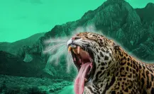 ¡Leopardo en San Pedro! Esto dice Parques y Vida Silvestre de Nuevo León
