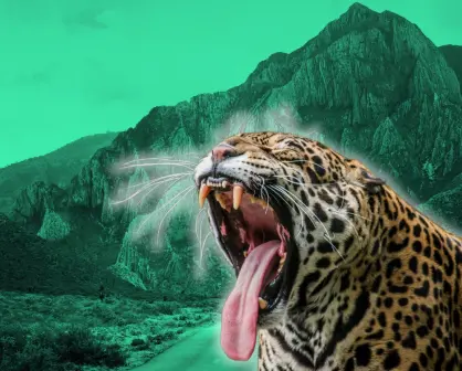 ¡Leopardo en San Pedro! Esto dice Parques y Vida Silvestre de Nuevo León