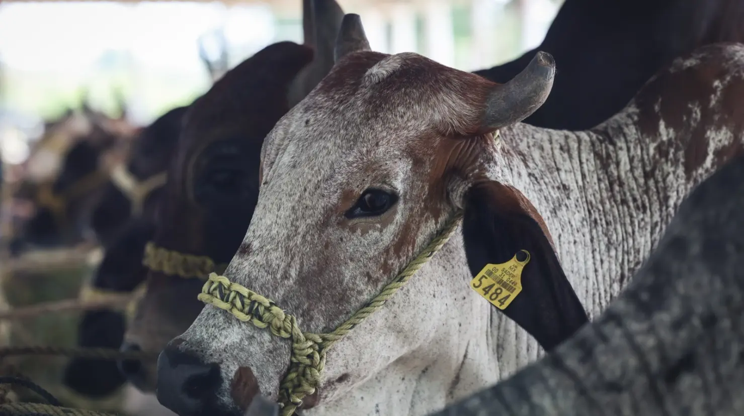 ¿En qué animales y municipios se han detectado los casos? Foto: Cortesía
