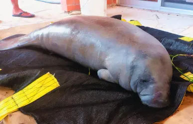 Rescatan cría de manatí en la orilla de un río en Palizada, Campeche