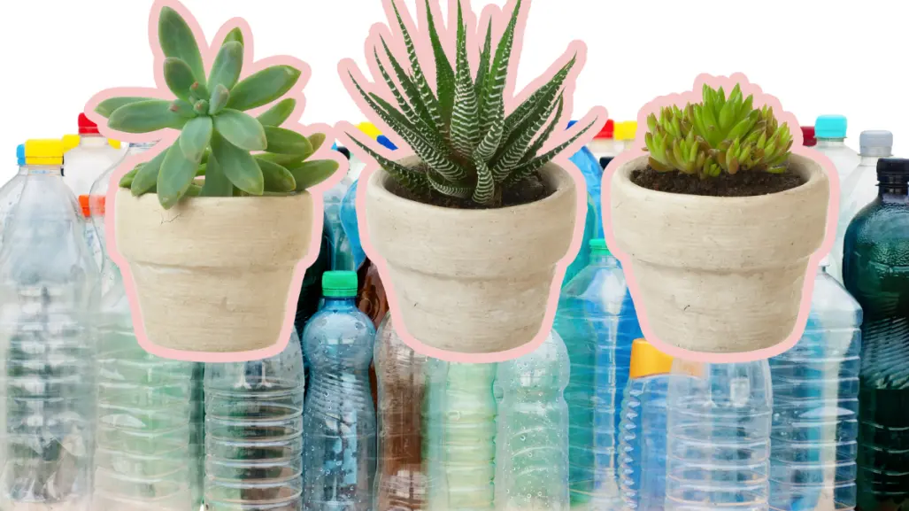 Invita Musave a cambiar botellas pet por plantas este fin de semana