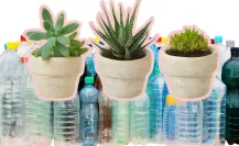 Invita Musave a cambiar botellas pet por plantas este fin de semana