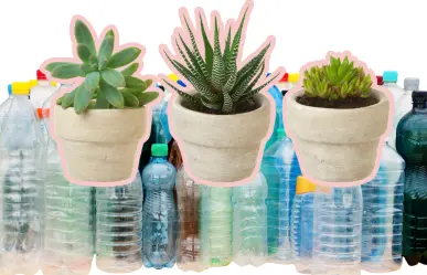 Invita Musave a cambiar botellas pet por plantas este fin de semana