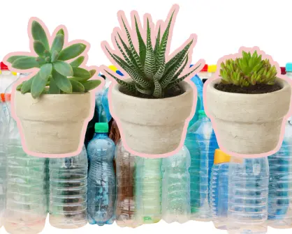 Invita Musave a cambiar botellas pet por plantas este fin de semana