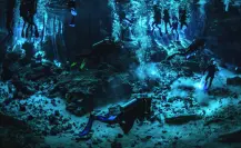 Este es el nuevo pez descubierto en los cenotes de Yucatán