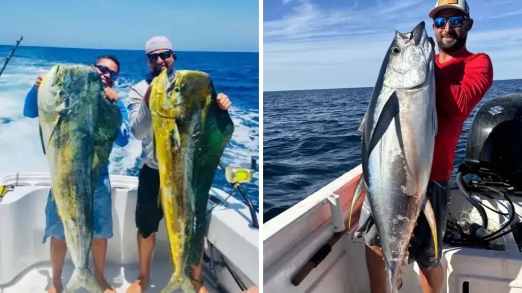 Pez dorado en BCS: cuánto cuesta una jornada de pesca y qué incluye el tour