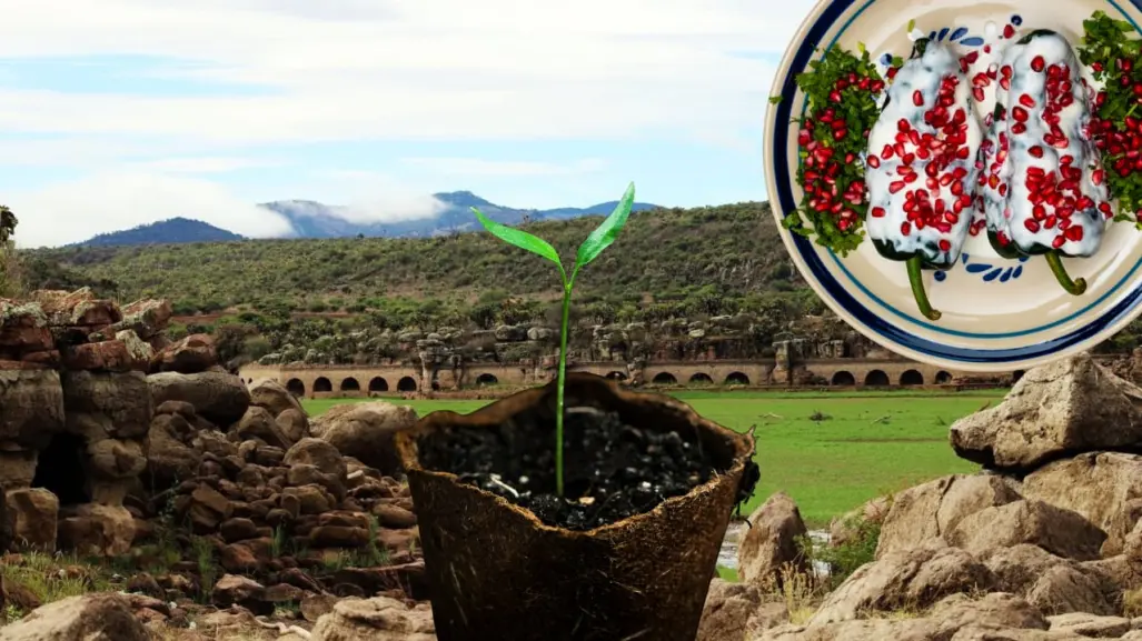 El municipio de Durango famoso en todo el país por sus increíbles chiles anchos