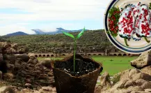 El municipio de Durango famoso en todo el país por sus increíbles chiles anchos