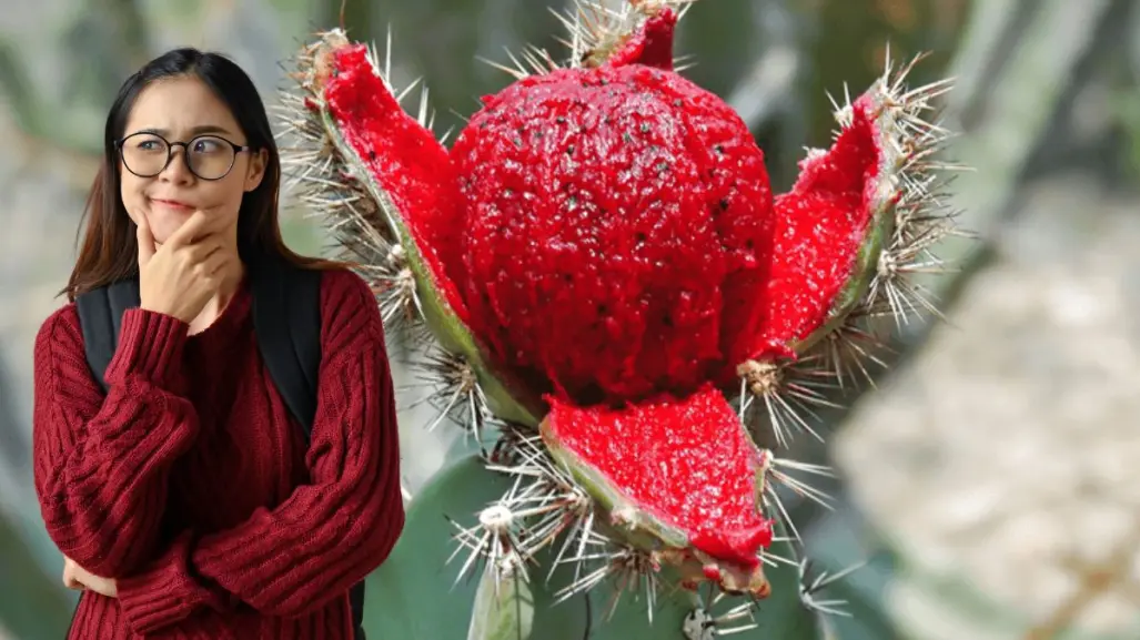 Conoce la leyenda sudcaliforniana del origen de la pitahaya