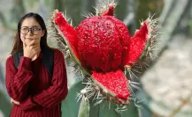 Conoce la leyenda sudcaliforniana del origen de la pitahaya