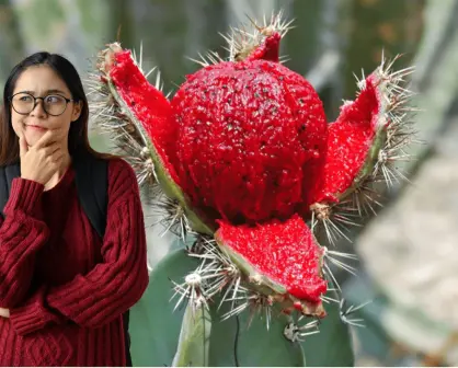 Conoce la leyenda sudcaliforniana del origen de la pitahaya