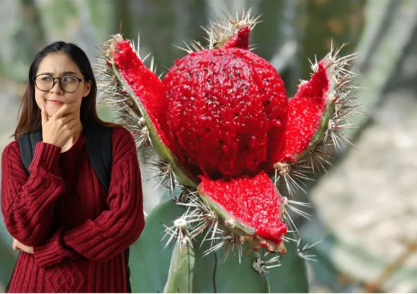 Conoce la leyenda sudcaliforniana del origen de la pitahaya