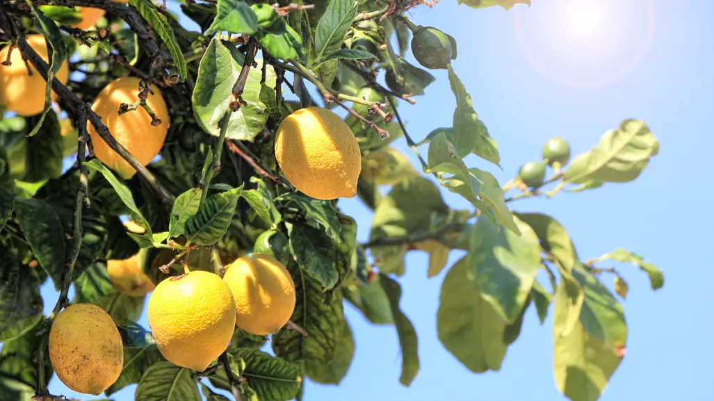 Guía práctica para saber elegir y aplicar el fertilizante para limonero