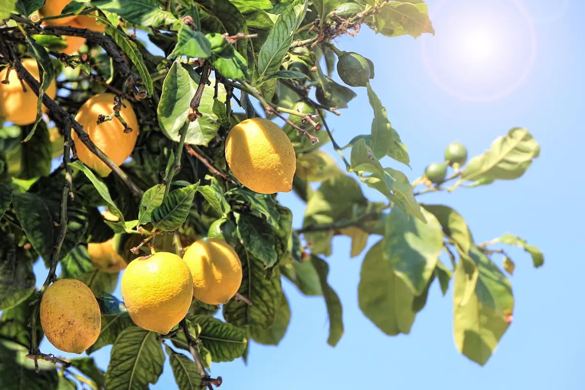 Aprender a fertilizar adecuadamente el limonero es esencial para asegurar un crecimiento vigoroso, ya sea en maceta o en suelo. Foto: Canva