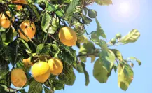 Guía práctica para saber elegir y aplicar el fertilizante para limonero