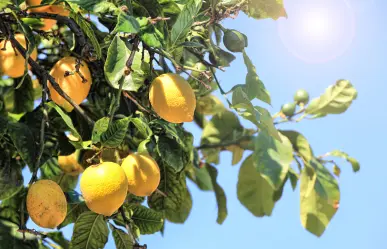 Guía práctica para saber elegir y aplicar el fertilizante para limonero
