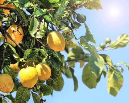 Guía práctica para saber elegir y aplicar el fertilizante para limonero