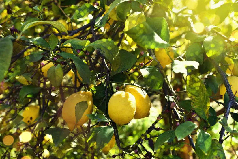 El cuidado del limonero requiere un buen abono para prosperar en tu hogar, ya sea en tierra o en maceta. Foto: Canva