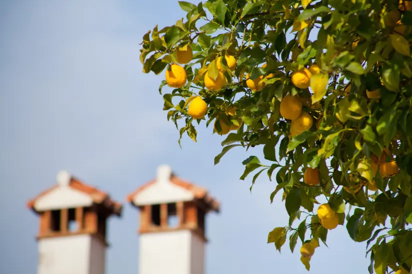 Para lograr un limonero robusto, es fundamental seleccionar el fertilizante adecuado, independientemente de su ubicación geográfica. Foto: Canva