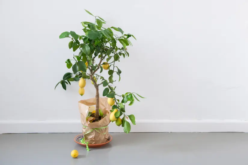 Fortalecer tu limonero comienza por entender cuál fertilizante es el más idóneo, tanto en maceta como en tierra. Foto; Canva
