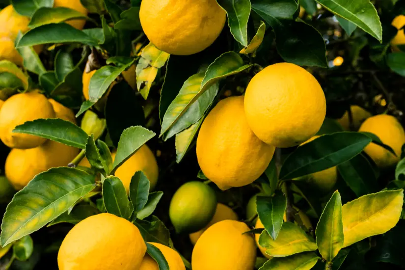 Aprender a fertilizar adecuadamente el limonero es esencial para asegurar un crecimiento vigoroso, ya sea en maceta o en suelo. Foto: Canva